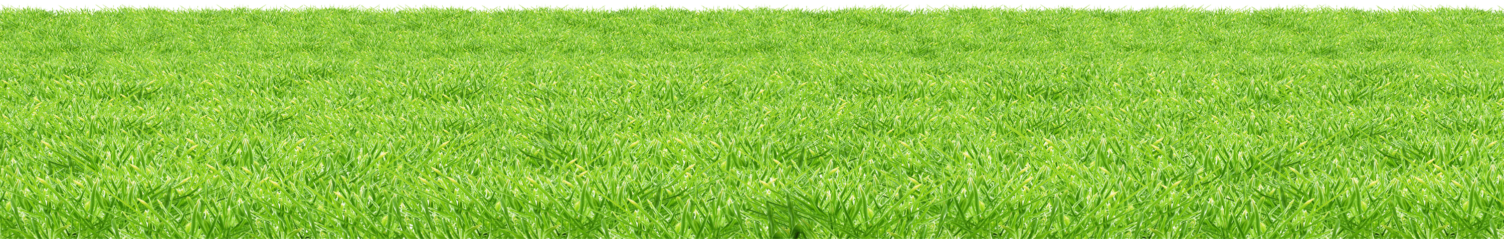 grass-field